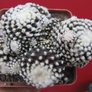 Copiapoa tenuissima monstrosa
