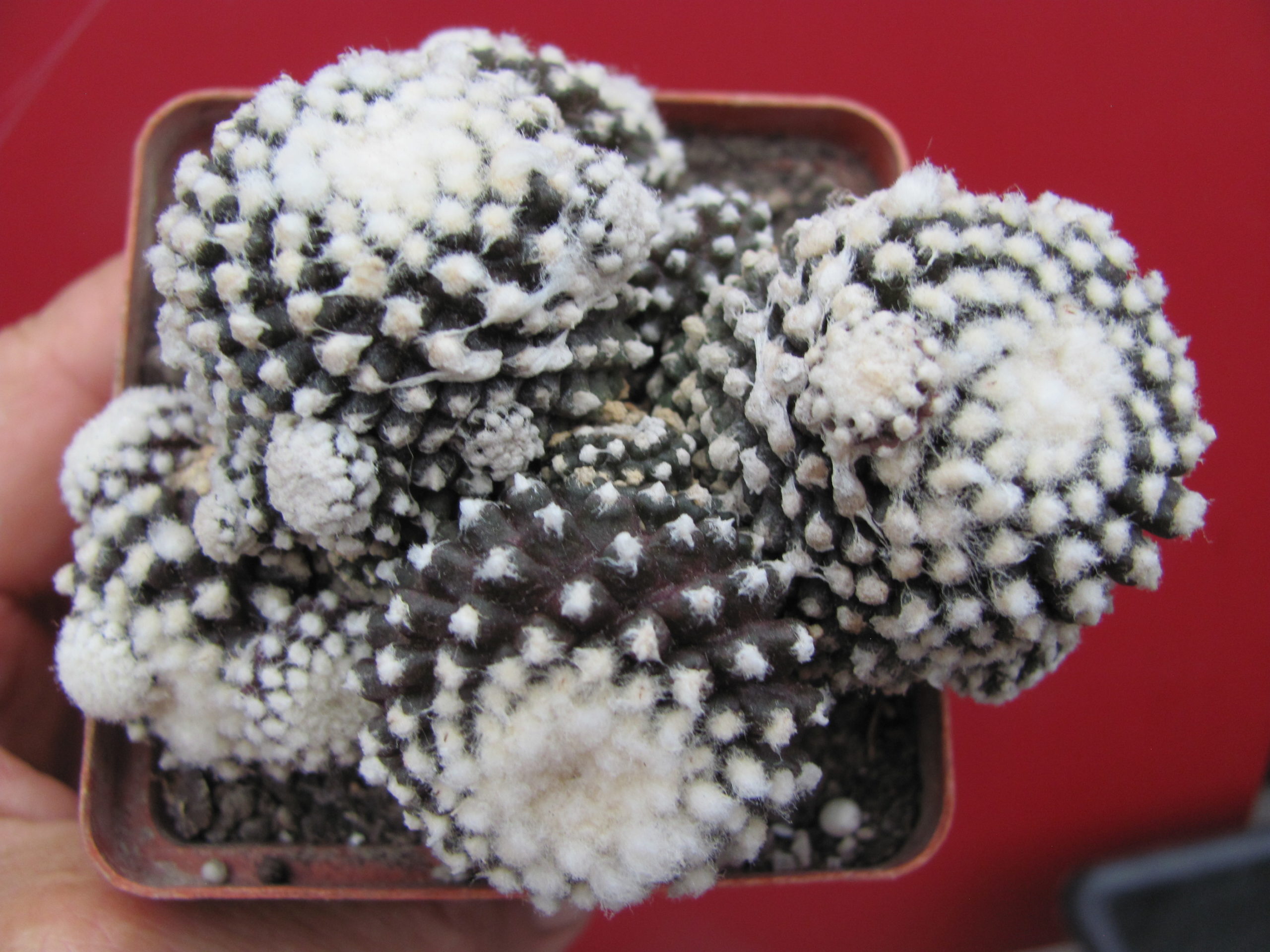 Copiapoa tenuissima monstrosa