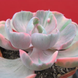 Echeveria Beyonce Rainbow variegata