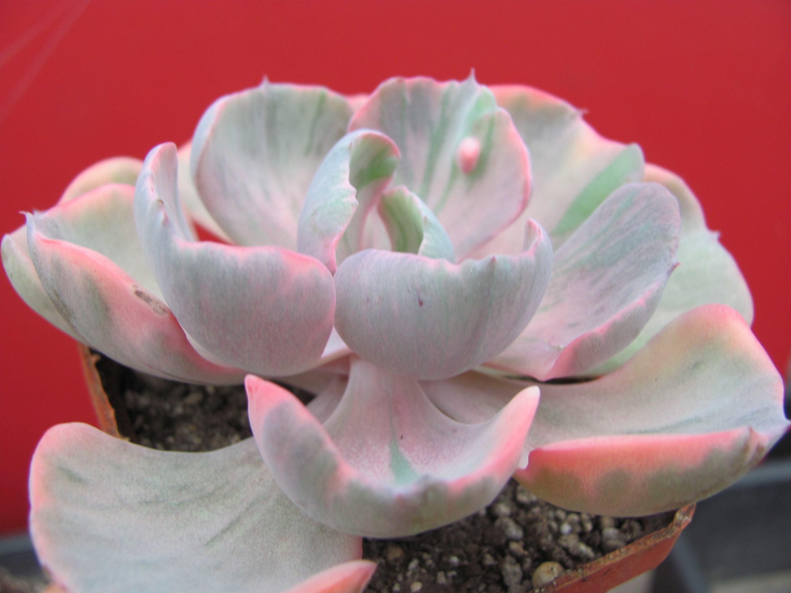 Echeveria Beyonce Rainbow variegata