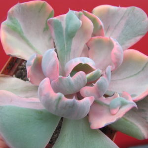 Echeveria Beyonce Rainbow variegata