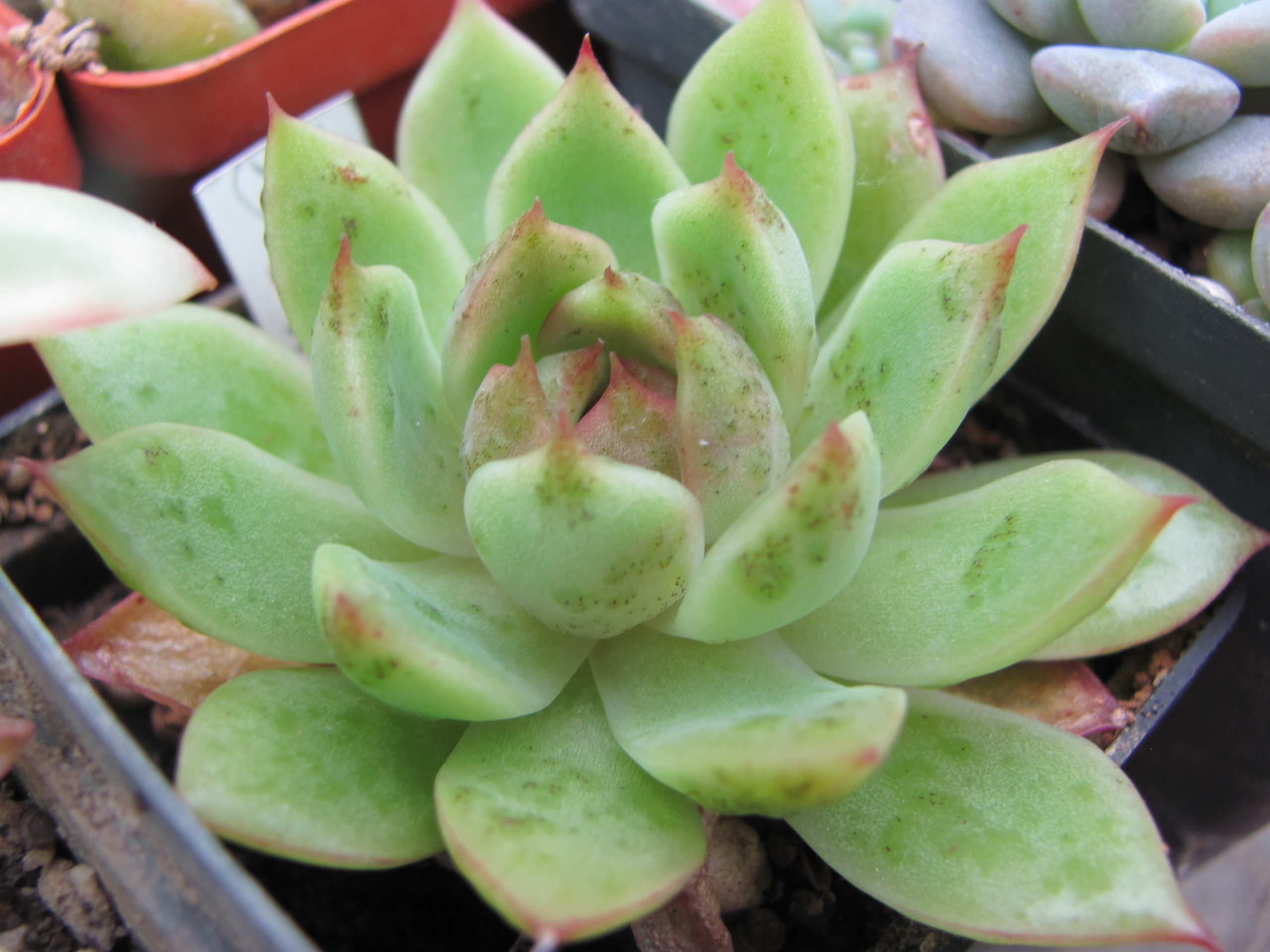 Echeveria *Moon Stone* nybr.