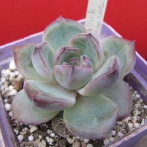 Echeveria Black Monroe