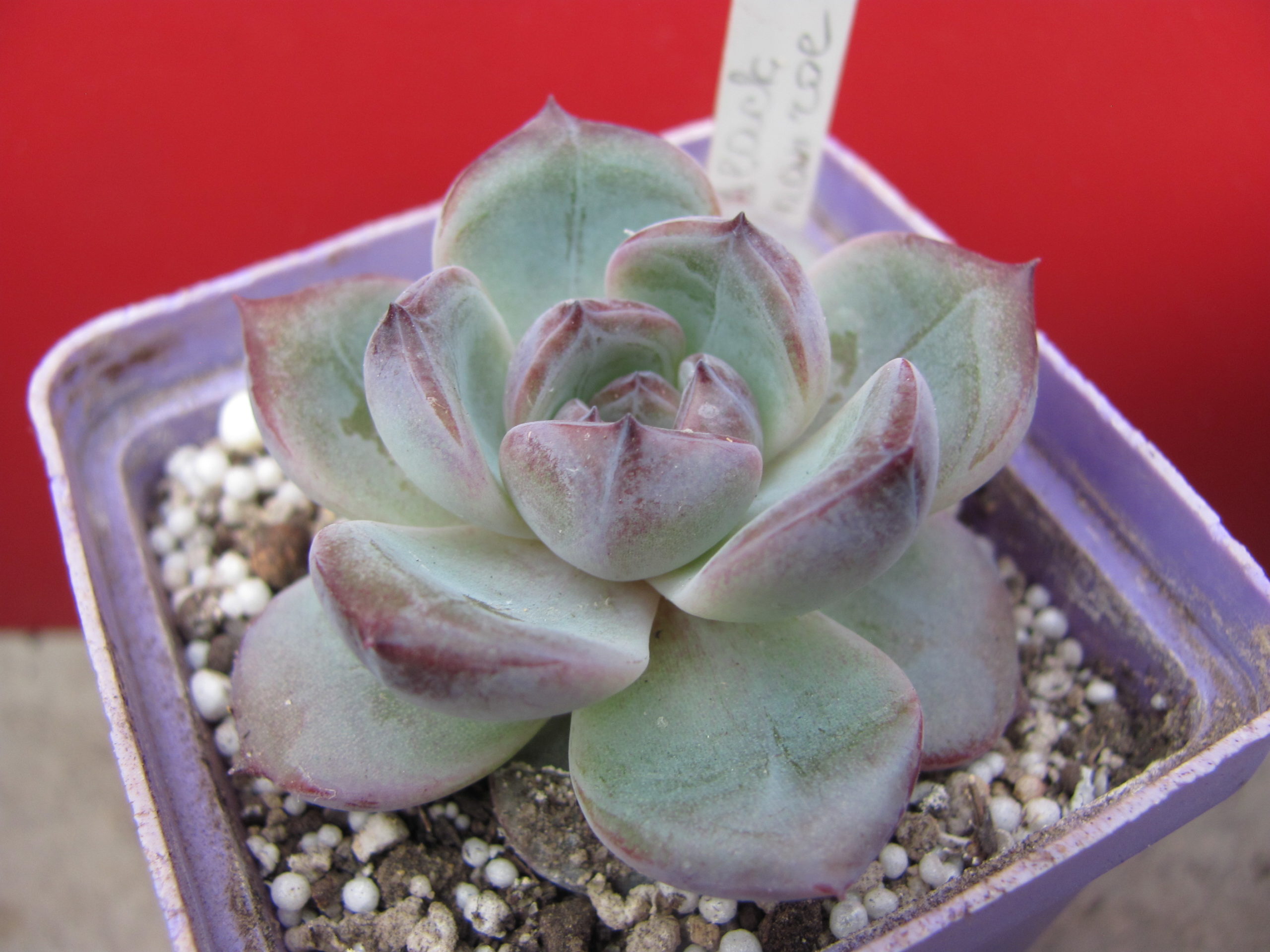 Echeveria Black Monroe