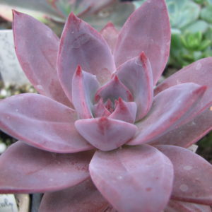 Echeveria  hybr 55      Italy