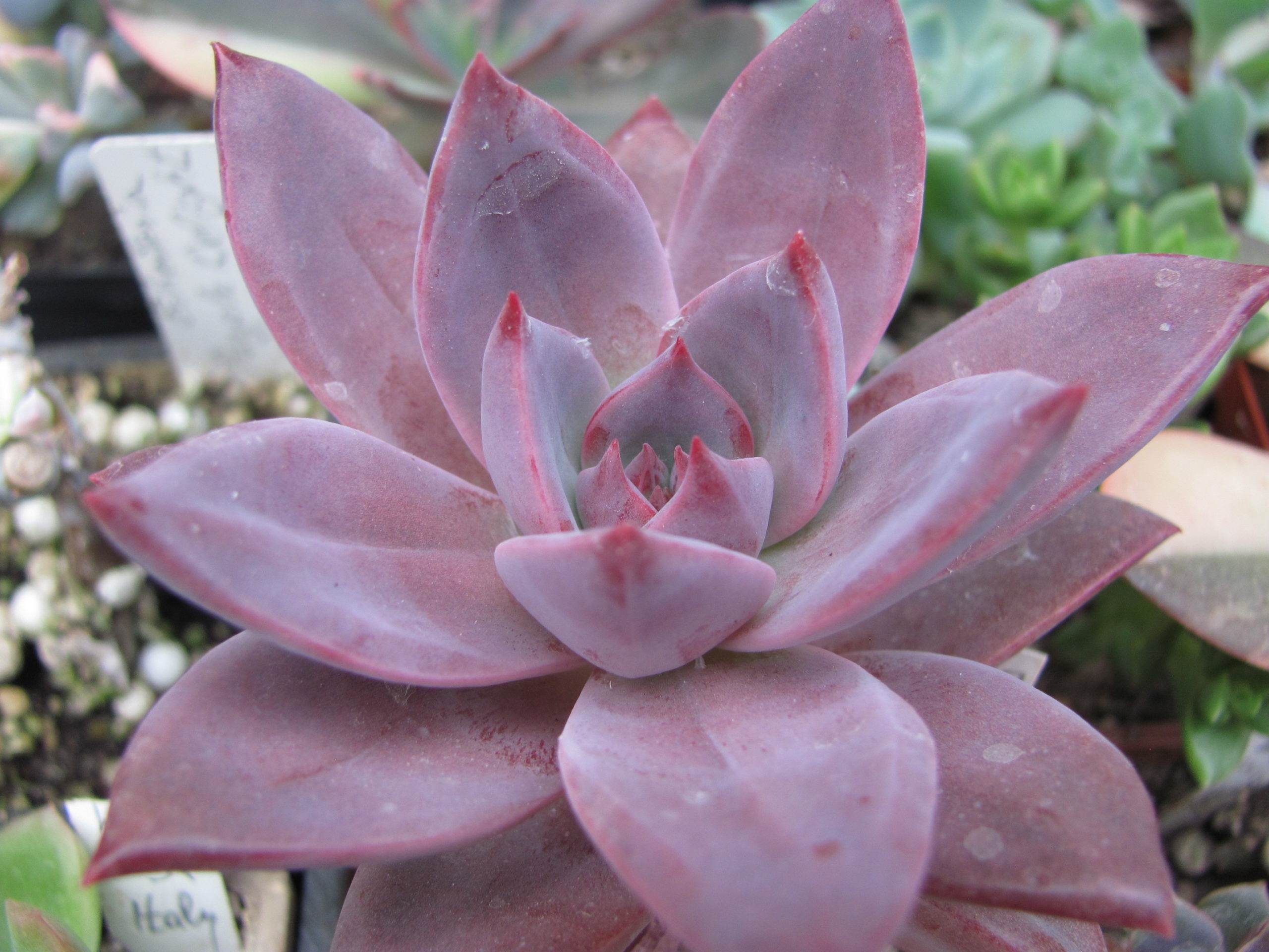 Echeveria  hybr 55      Italy