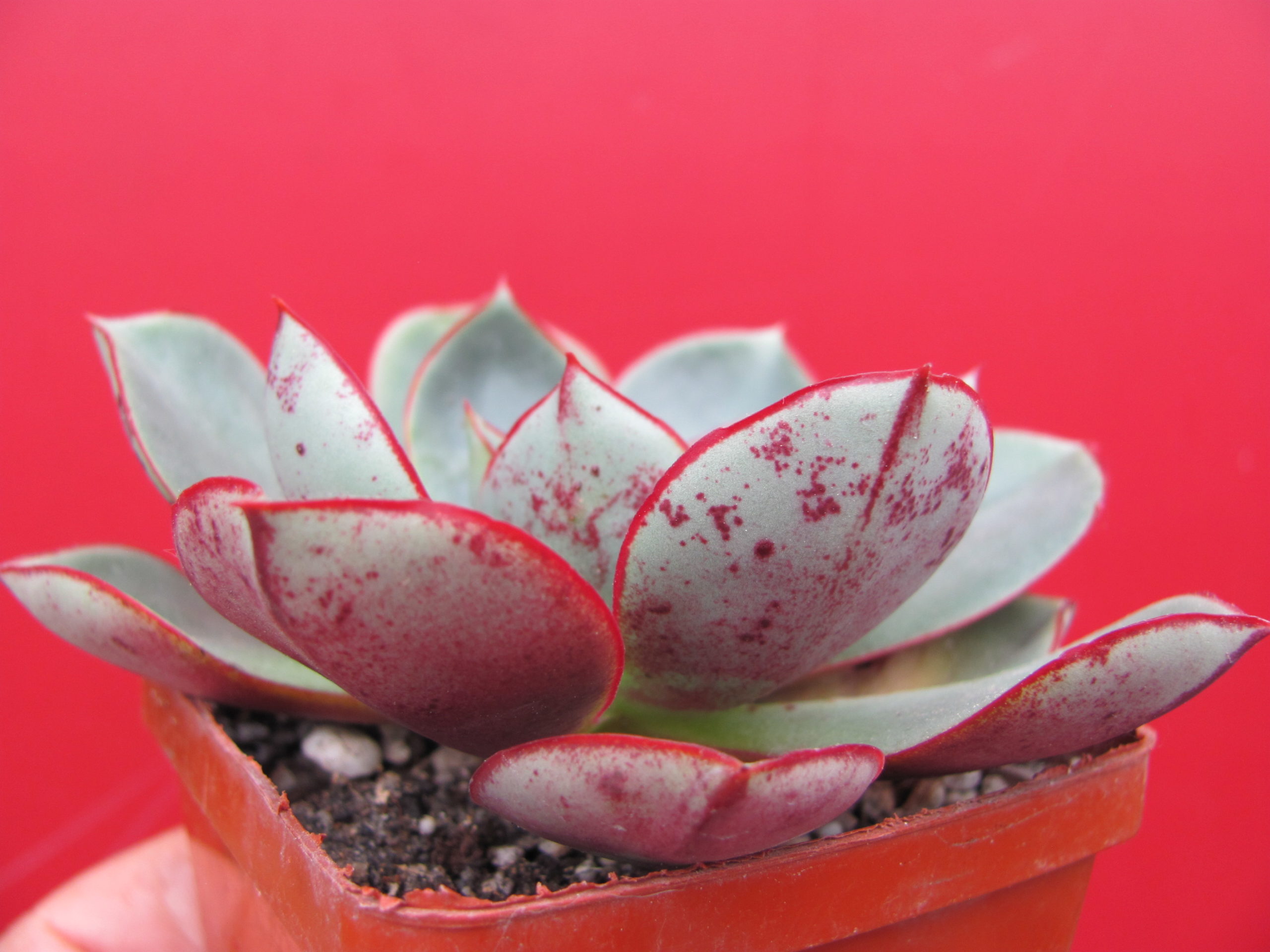 Echeveria longissima brahiantha