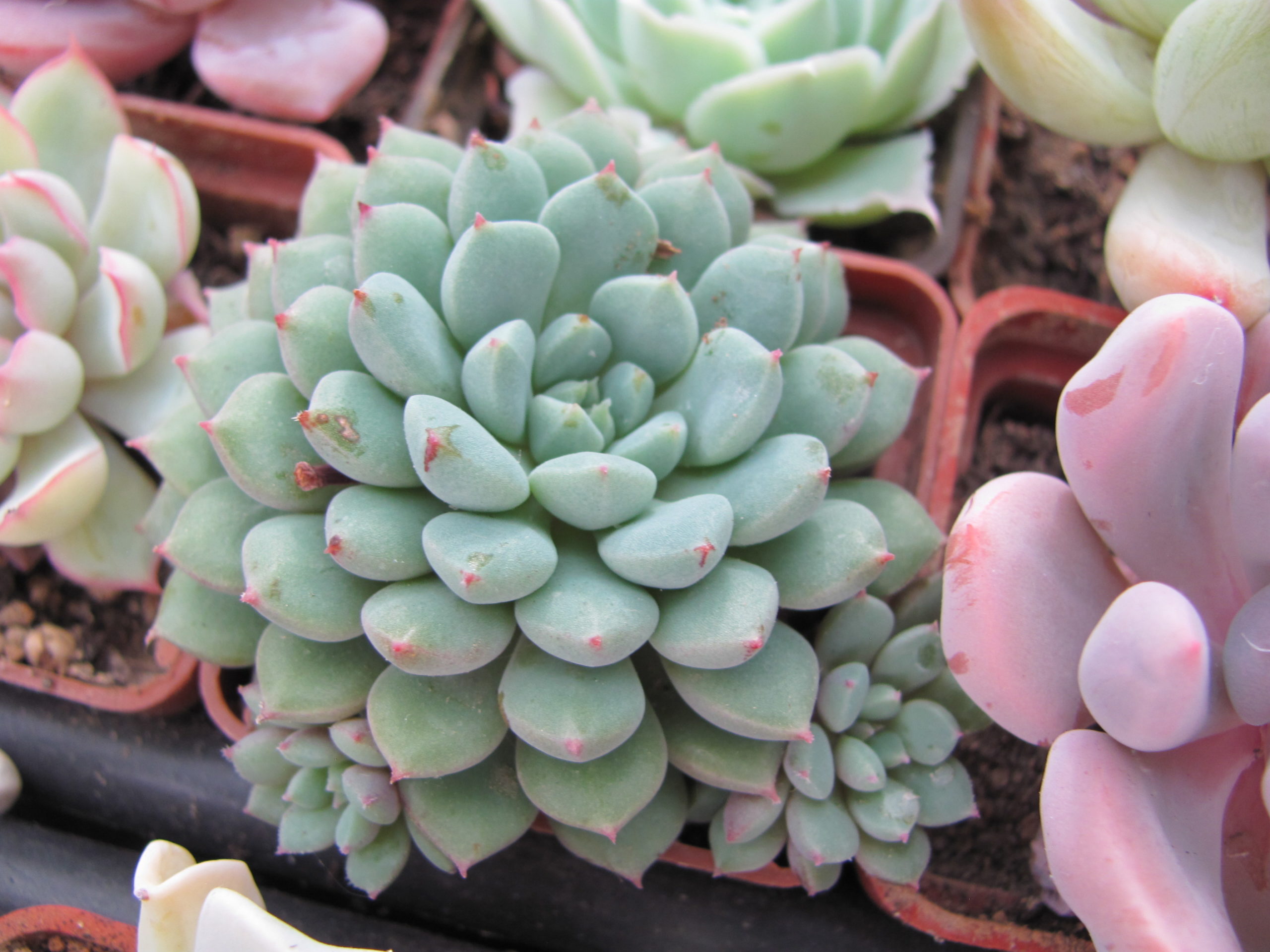 Echeveria *Chrissy n Ryan*