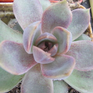 Echeveria *Dark Chocolate*