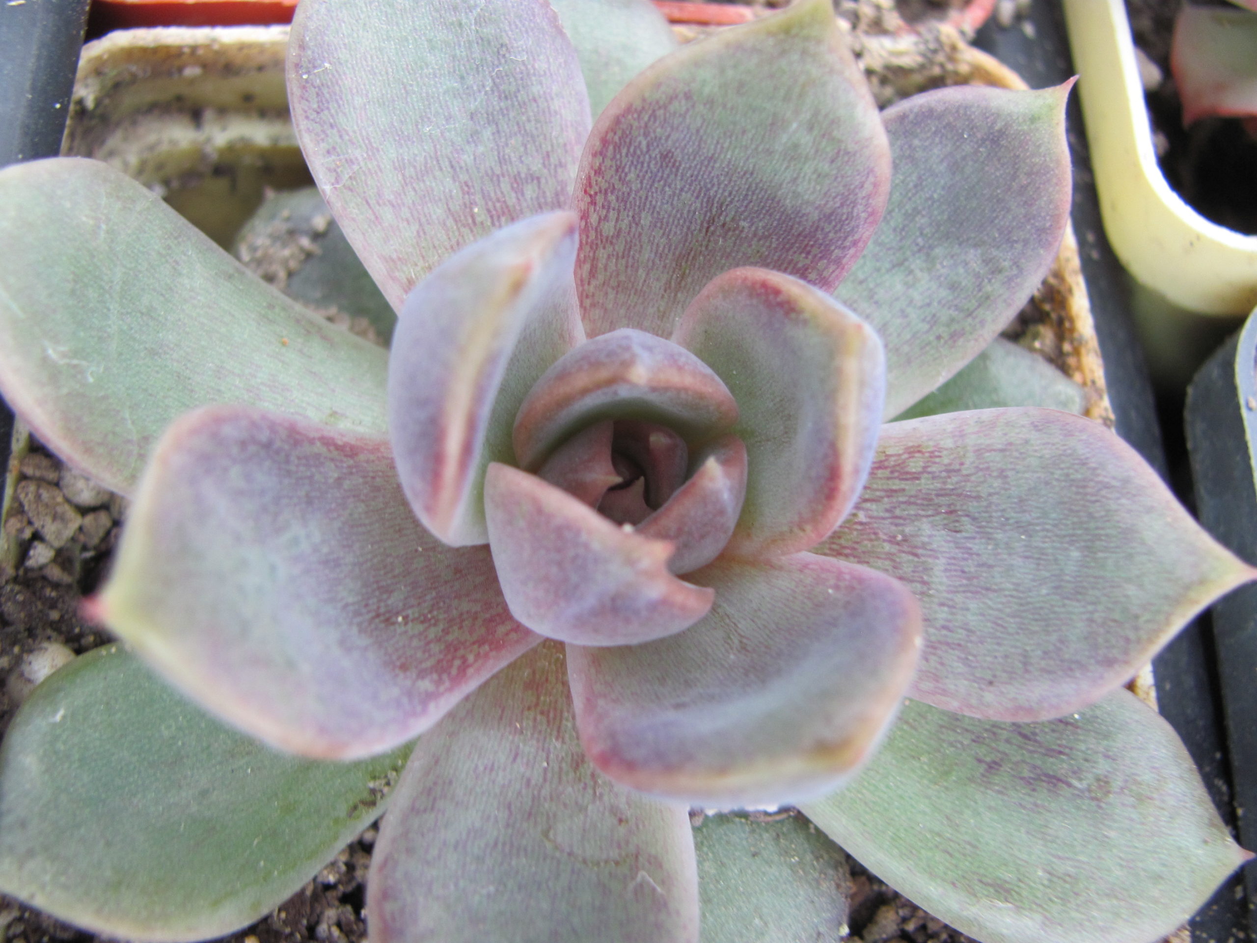 Echeveria *Dark Chocolate*