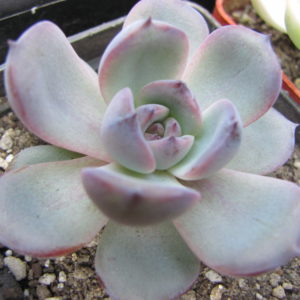 Echeveria Black Monroe