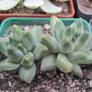Pachyphytum compactum *Purple Diamond*