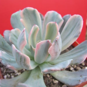 Echeveria  hoveyi variegata
