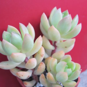 Sedum adolphyi