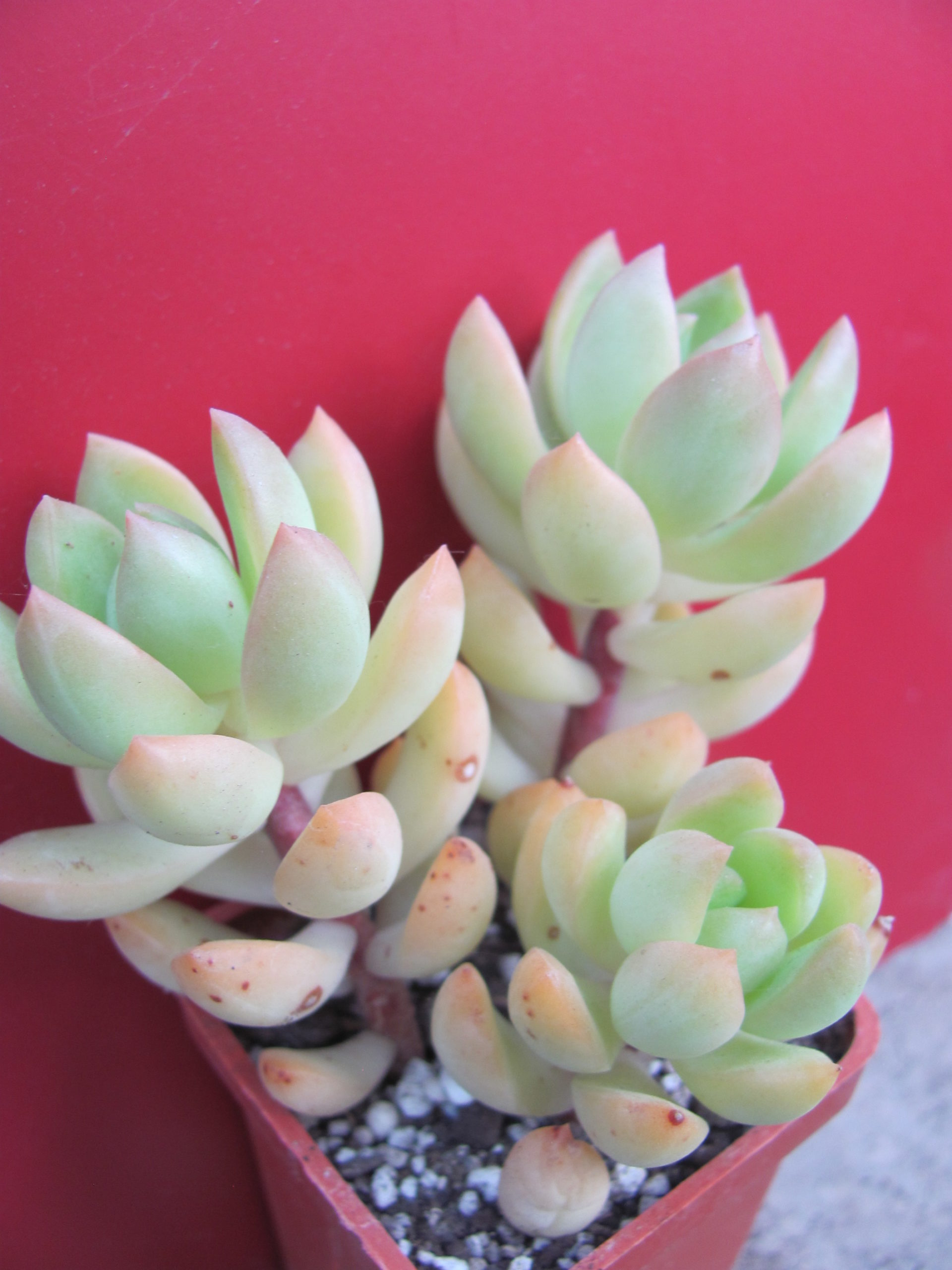 Sedum adolphyi