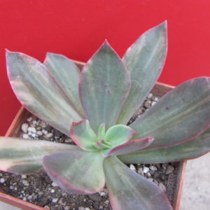 Echeveria hanaikada variegata