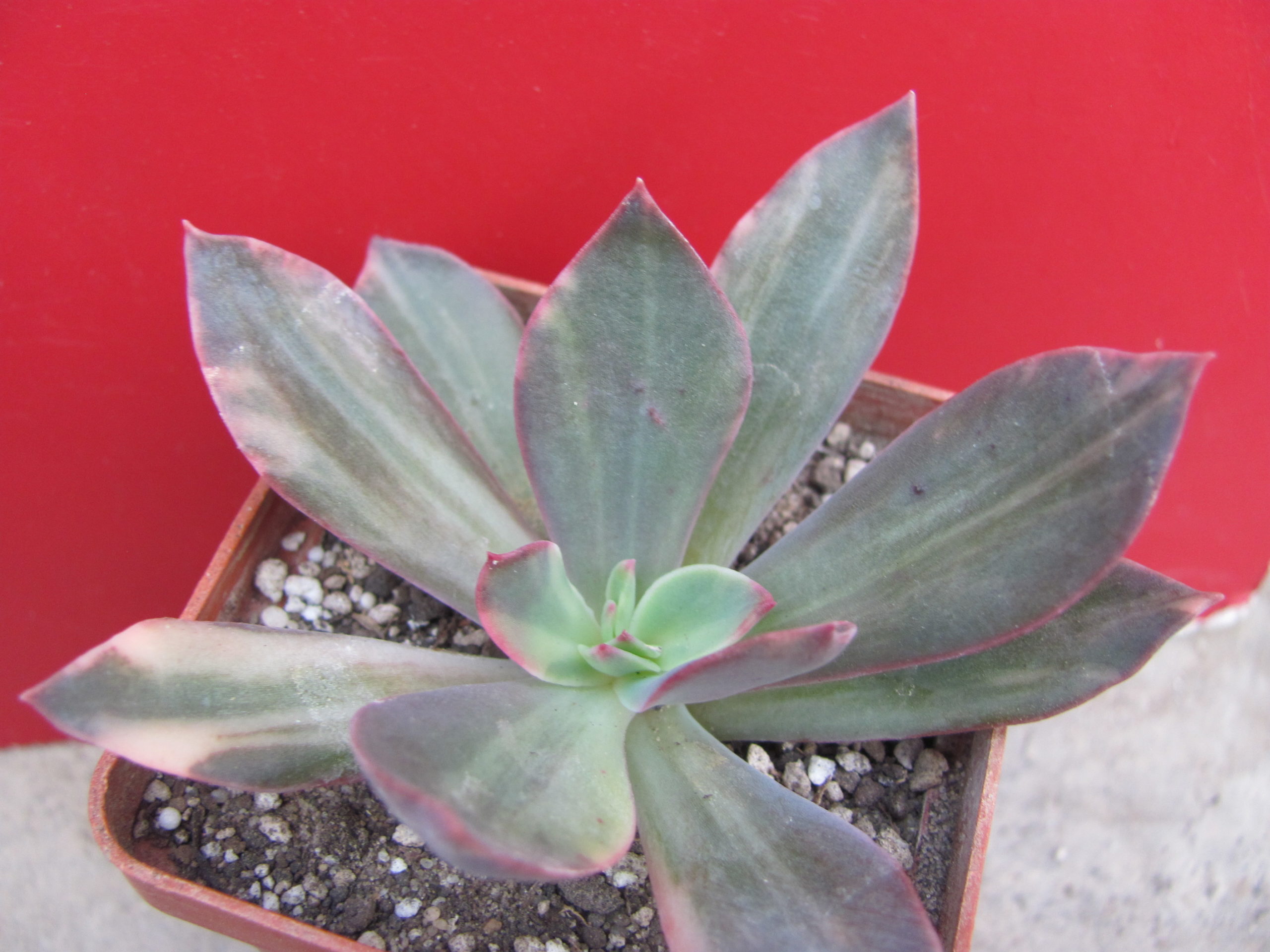 Echeveria hanaikada variegata