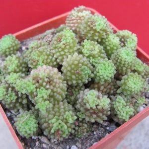 Monanthes polyphylla