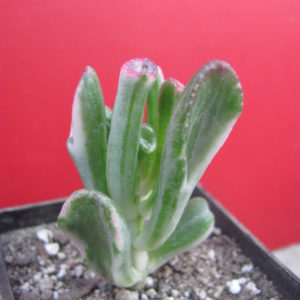 Crassula ovata *Gollum* variegata