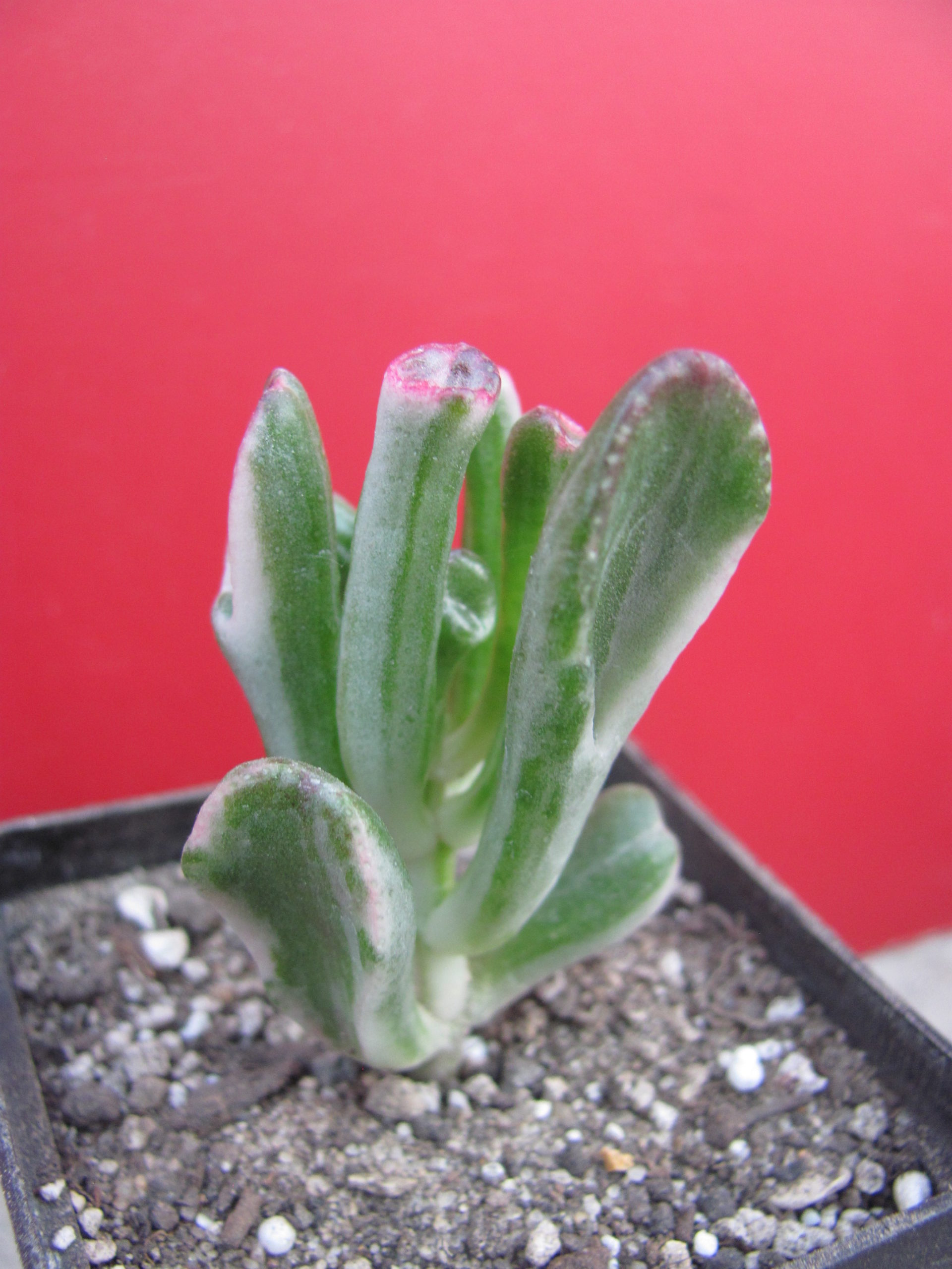 Crassula ovata *Gollum* variegata