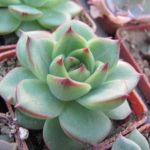 Echeveria *Moon Stone*