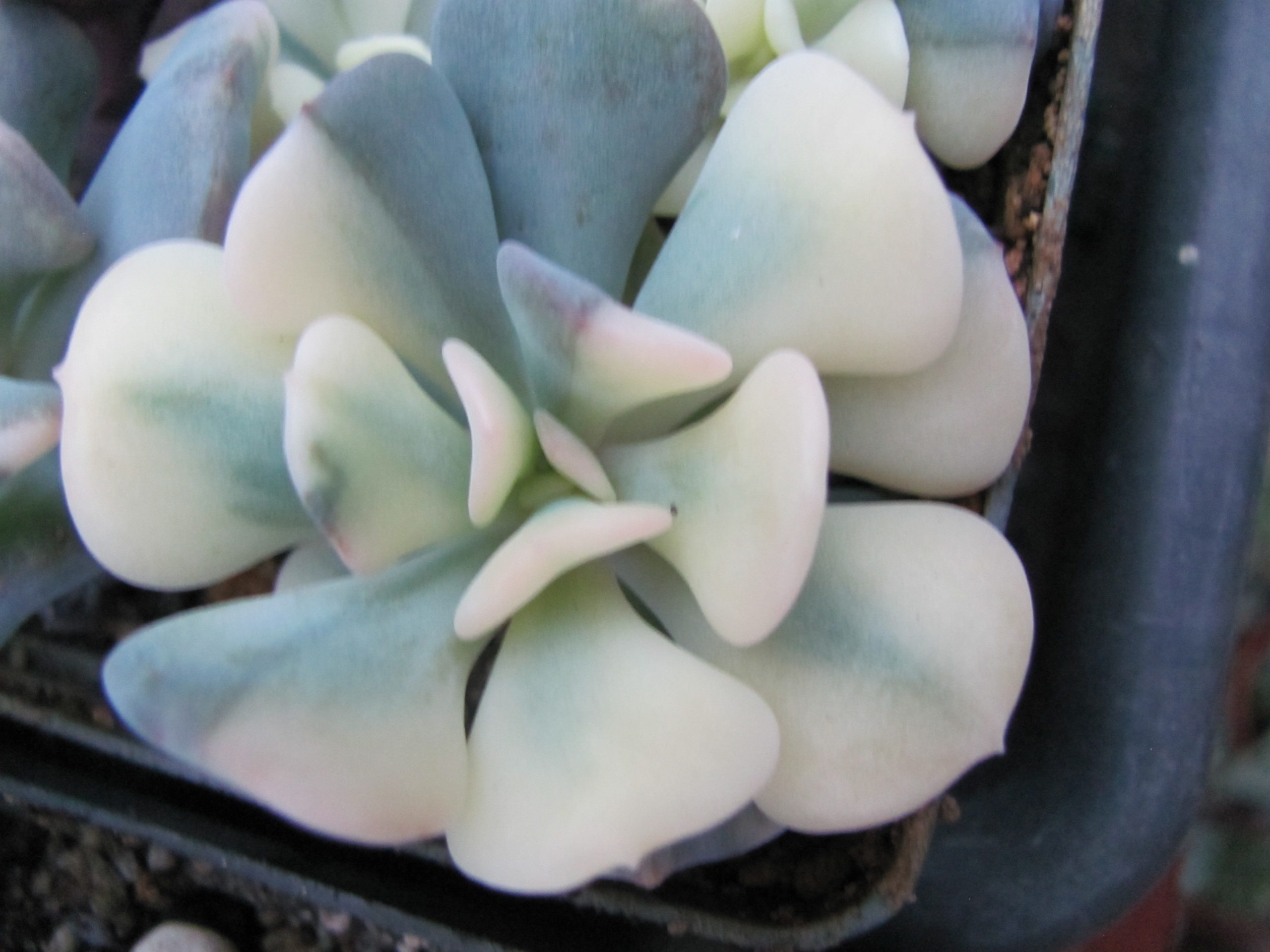 Echeveria Cubic Frost variegata