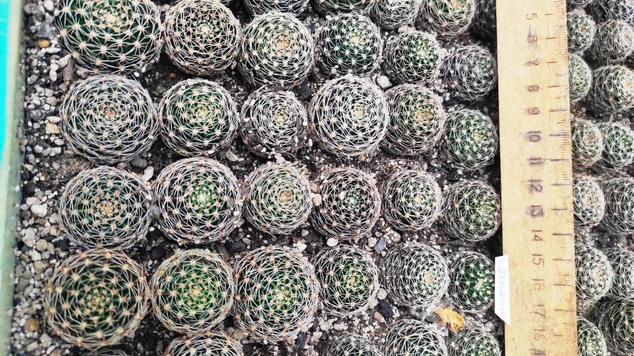 Lobivia kreuzingeri — 150-2