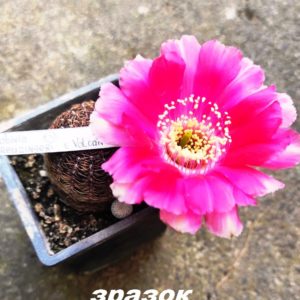 Lobivia kreuzingeri