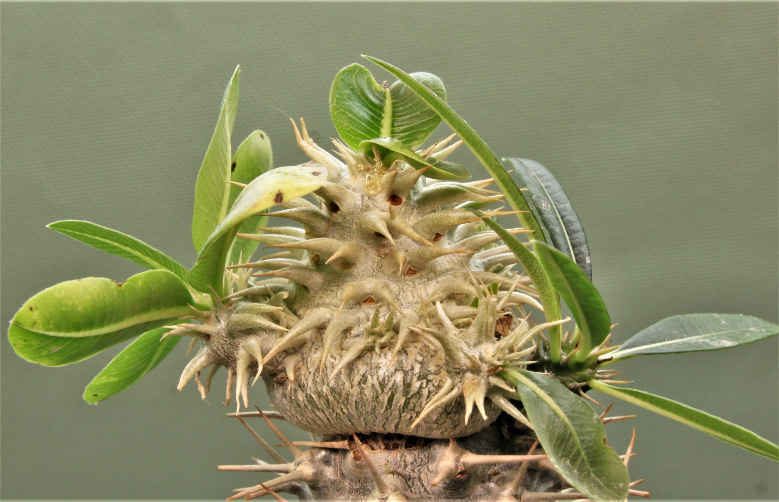 Pachypodium-brevicaule-ssp.leucoxanthum-4. Белые цветы