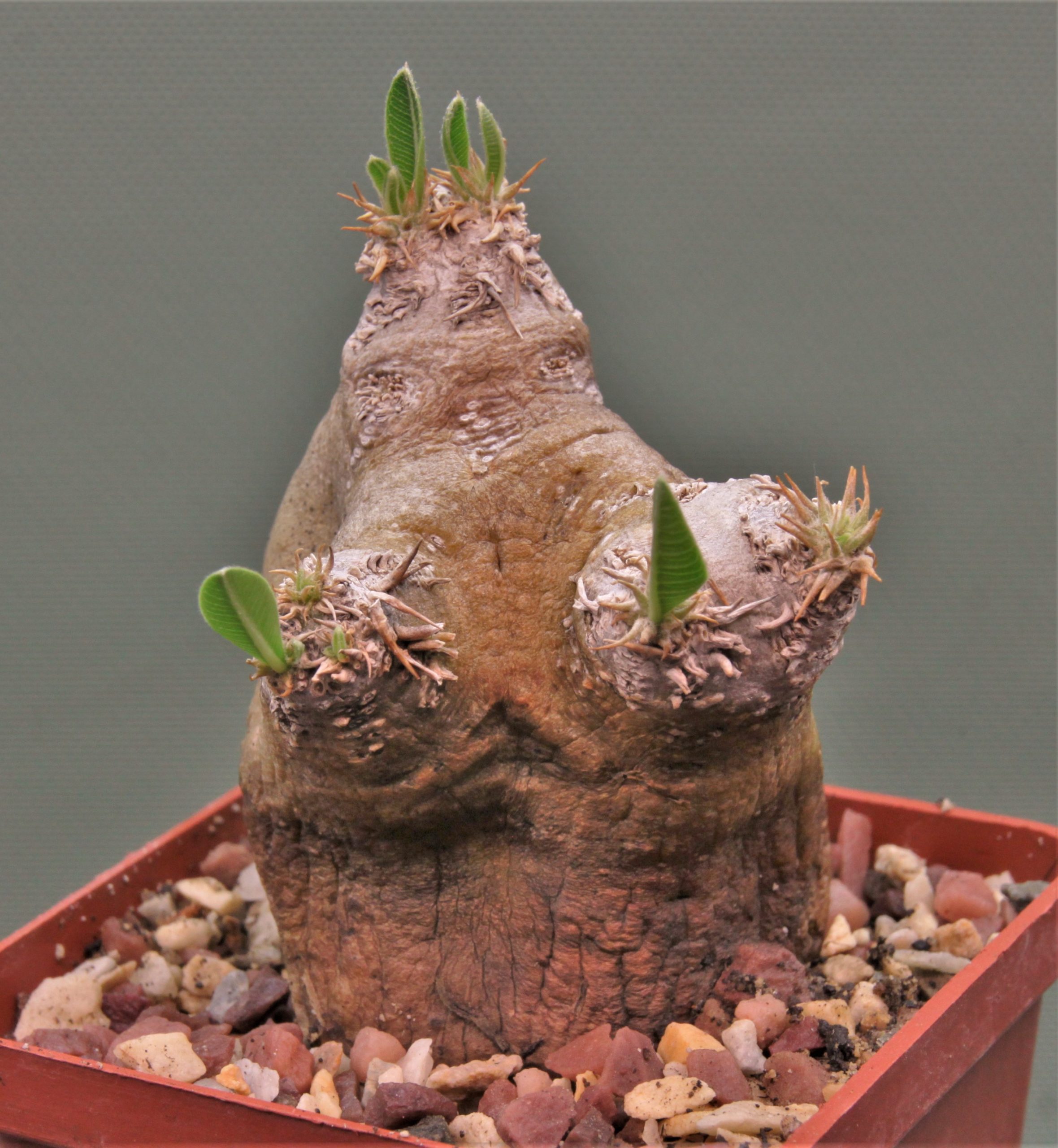 Pachypodium eburneum 1. Кубик 7х7см. 3800грн