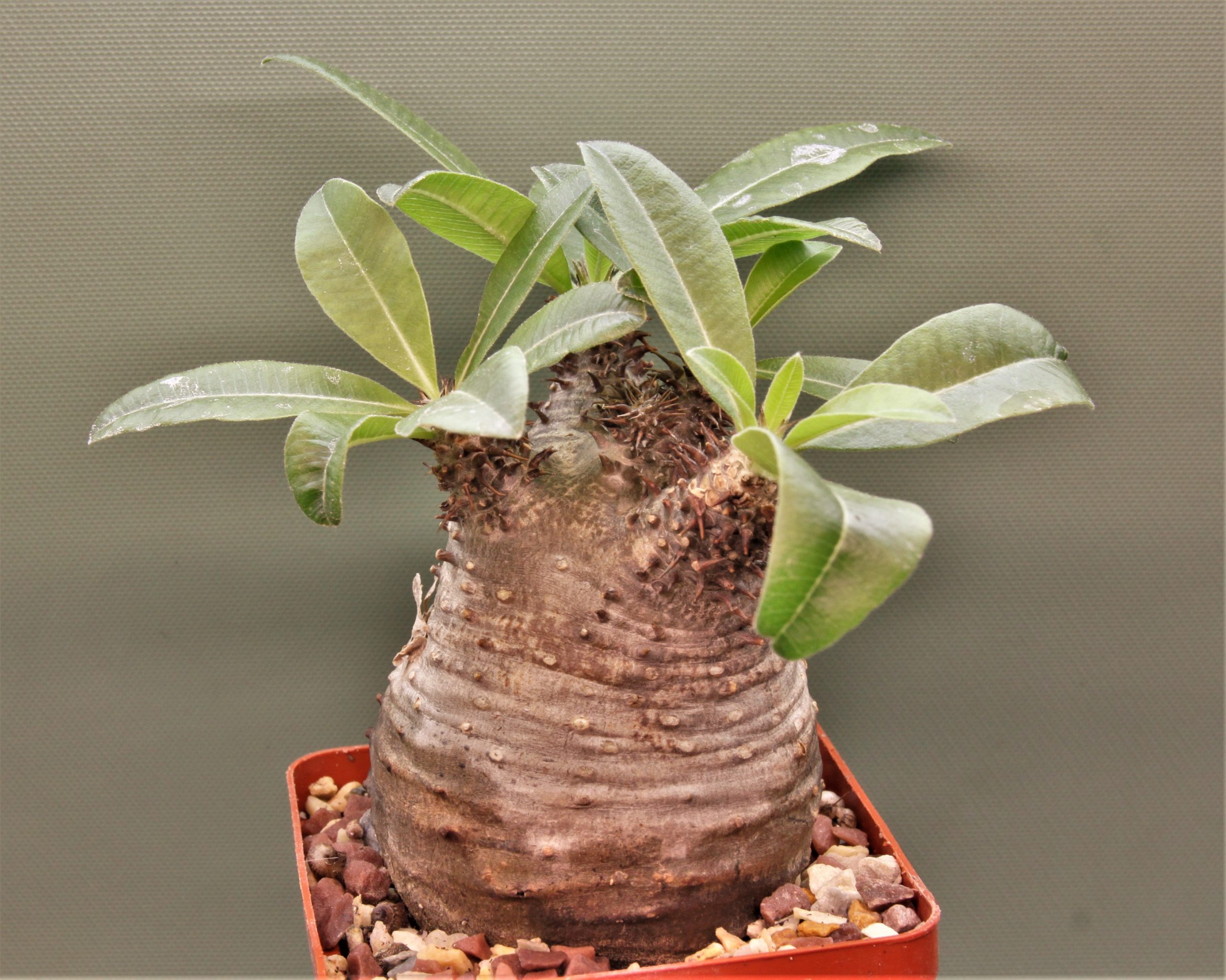 Pachypodium-makayense-Madagascar-3