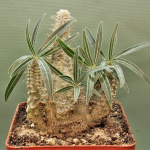 Pachypodium-rosulatum-ssp.gracilius-2