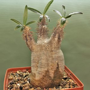Pachypodium-rosulatum-ssp.gracilius-4