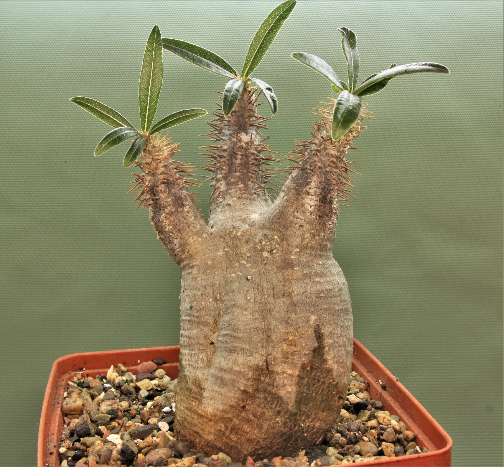 Pachypodium-rosulatum-ssp.gracilius-4
