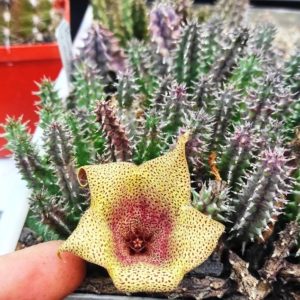 TAWARESIA MEINTJESII
