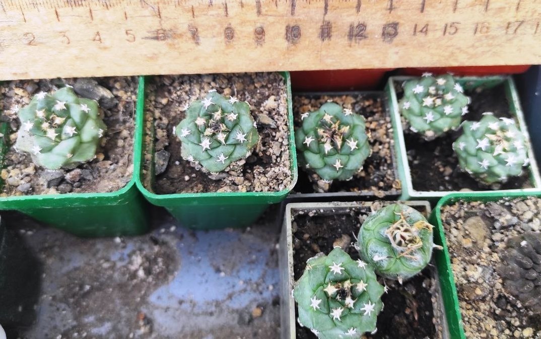 Turbinicarpus alonsoi — по 200-семена 25-150