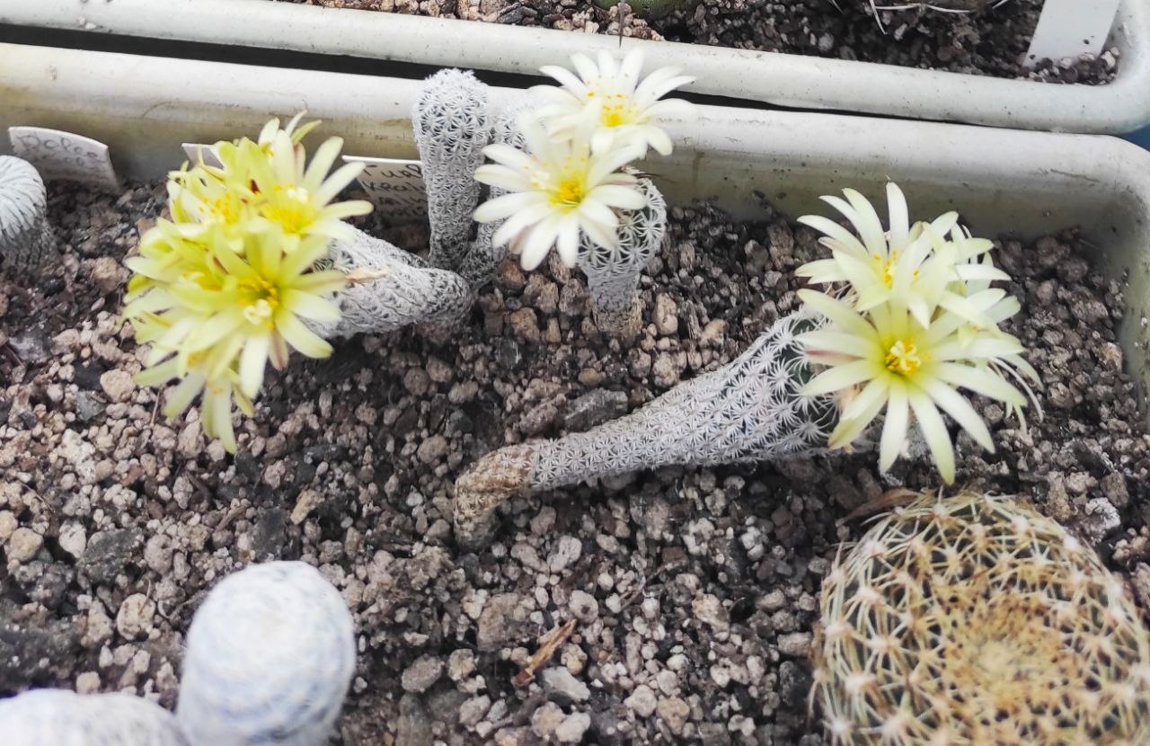 Turbinicarpus pseudomacrochele ssp. krainzianus v. minimus — ПО 200 — СЕМЕНА 25-150