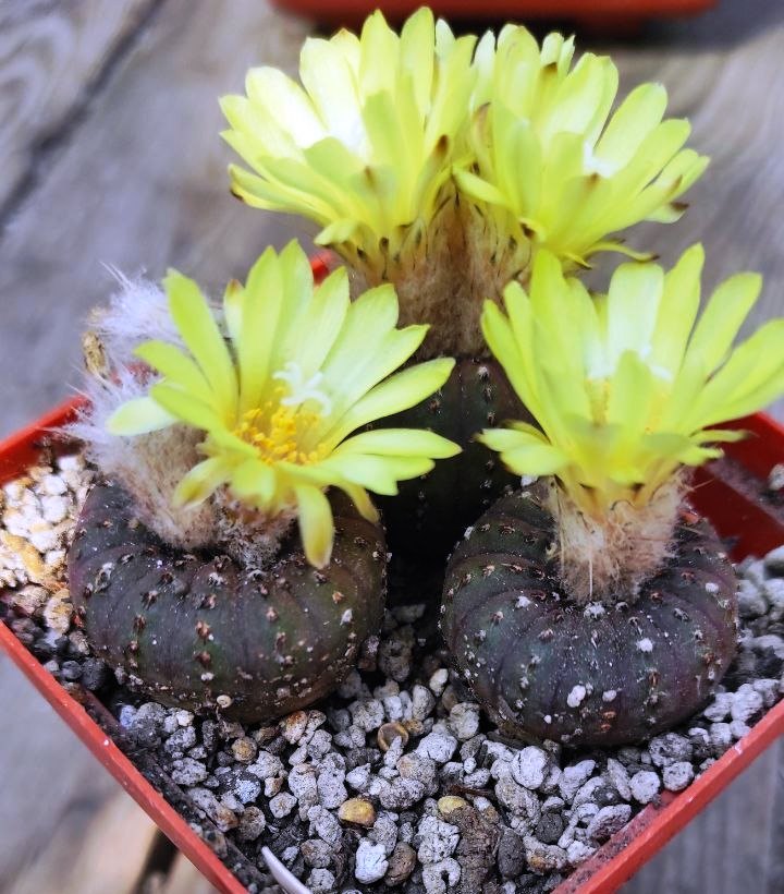frailea castanea