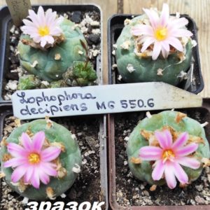 lophophora decipiens - насіння, порція 25 шт