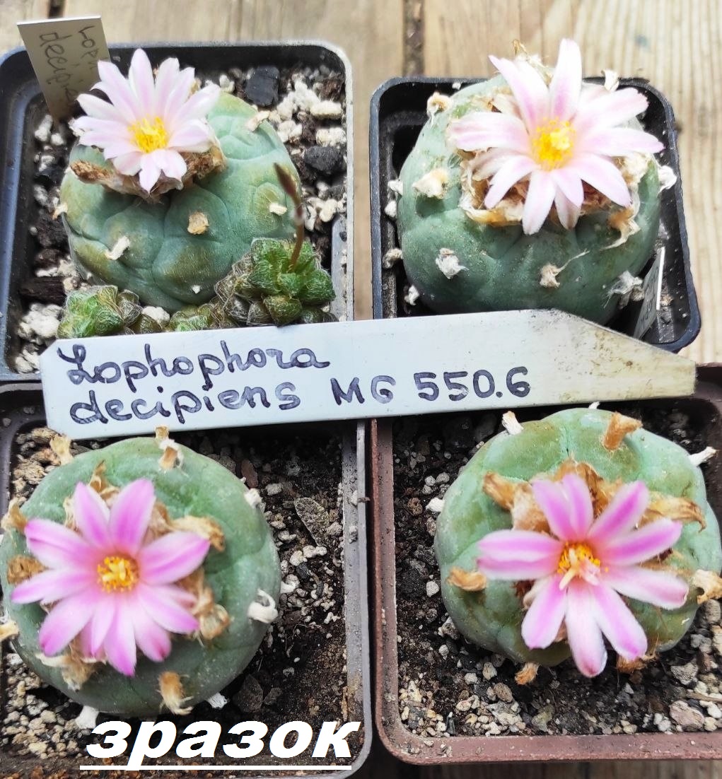 lophophora decipiens - насіння, порція 25 шт