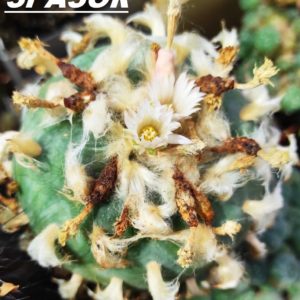 lophophora diffusa var. koehresii MZ 1199 - насіння, порція 25 шт