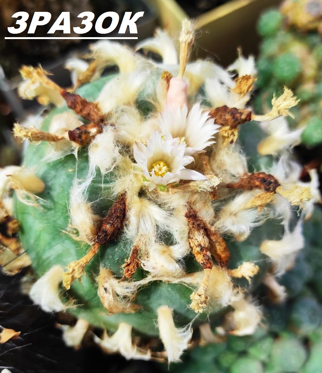 lophophora diffusa var. koehresii MZ 1199 - насіння, порція 25 шт