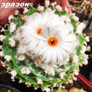 obregonia denegrii - насіння, порція 25 шт