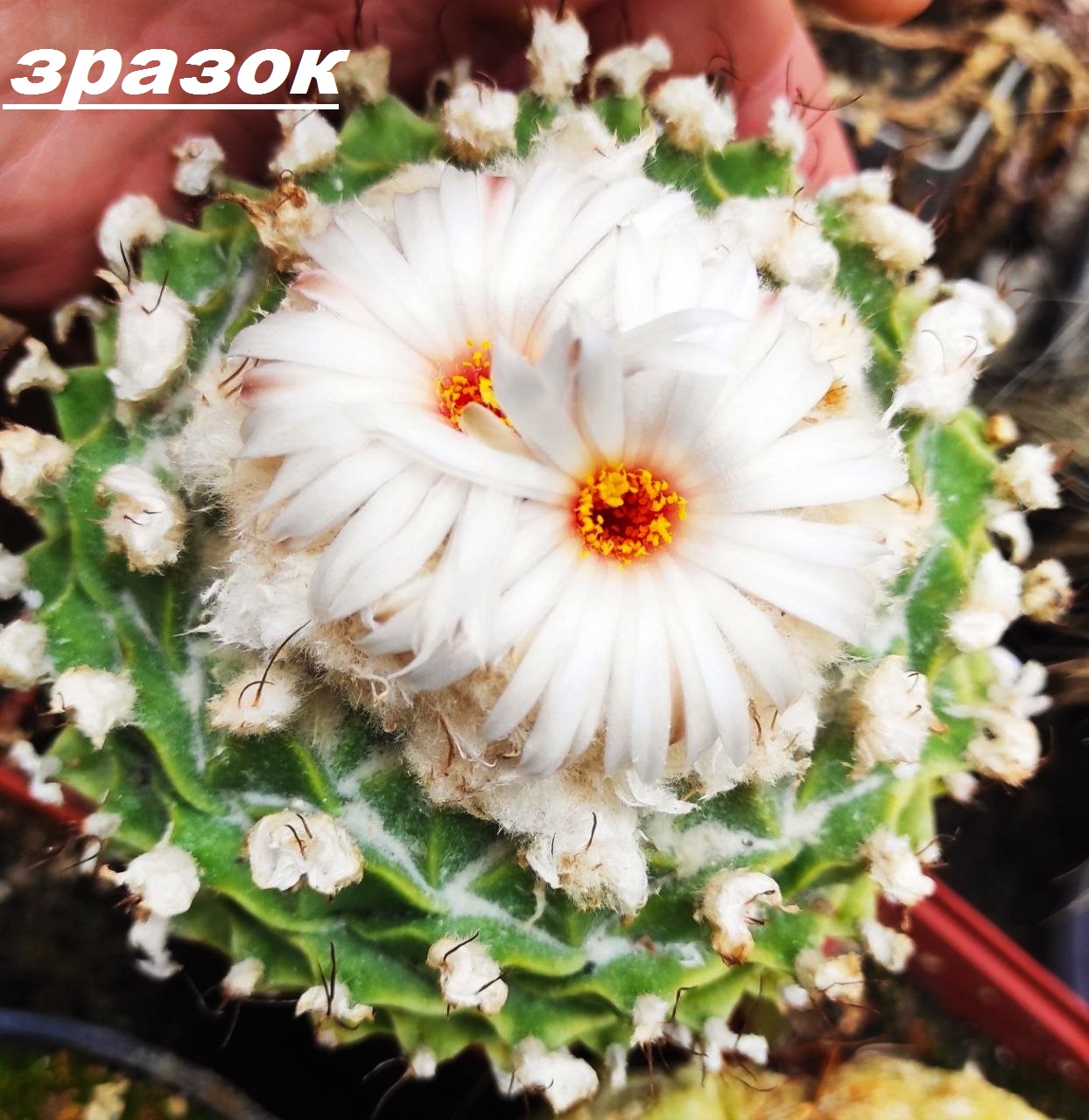 obregonia denegrii - насіння, порція 25 шт