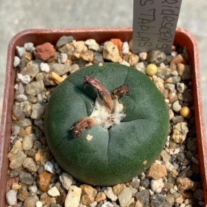 Lophophora viridescens GM 360 (Las ‘Tablas’ SLP)