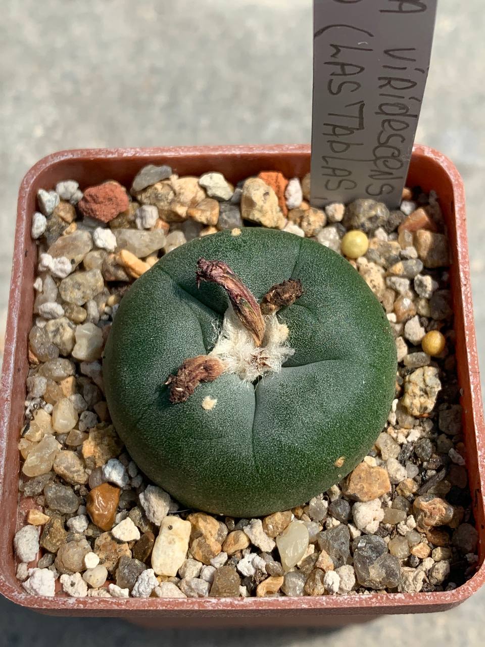 Lophophora viridescens GM 360 (Las ‘Tablas’ SLP)