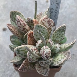 Adromischus marianiae cv. ‘Bryan Makin’