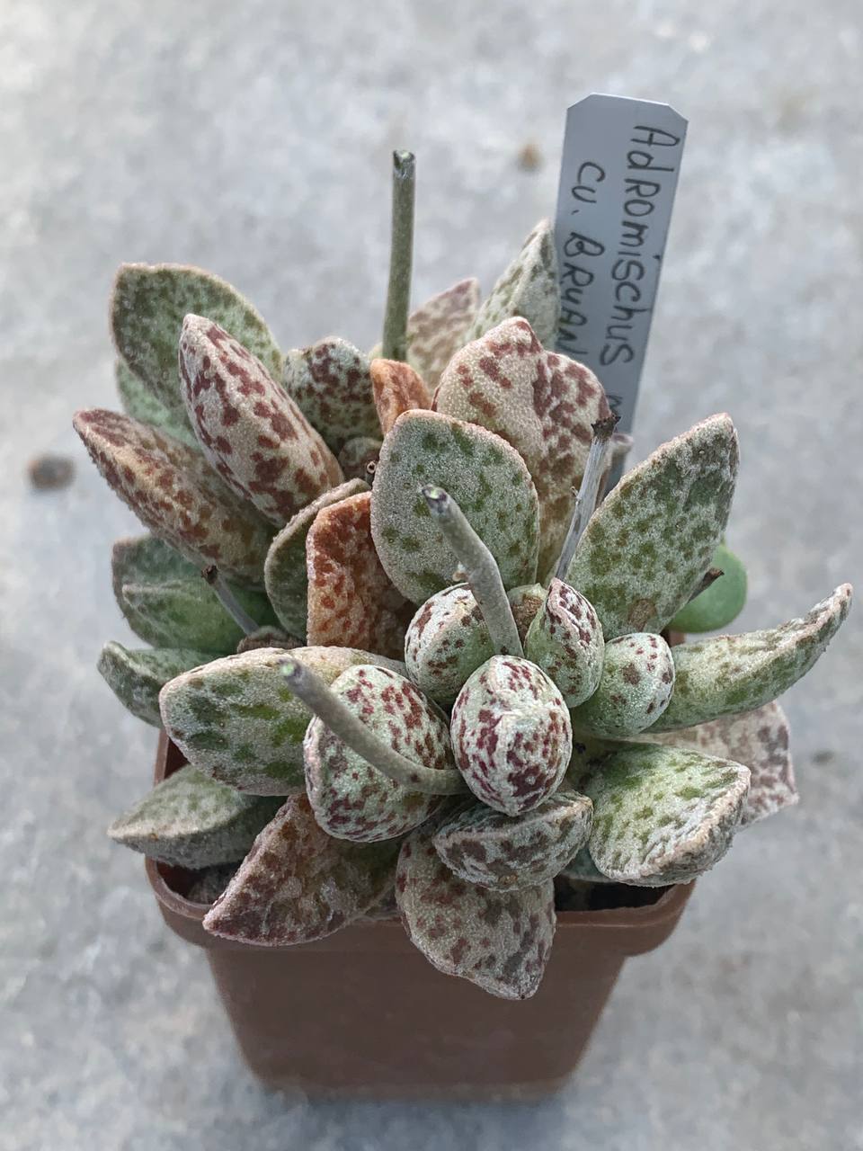 Adromischus marianiae cv. ‘Bryan Makin’