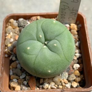 Lophophora fricii MK 27,82 (Parras de la fuente)