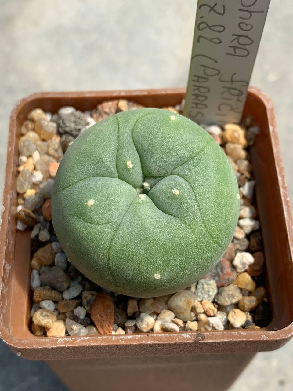 Lophophora fricii MK 27,82 (Parras de la fuente)